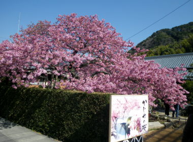 14かじやの桜.jpg