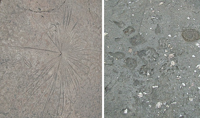 20jp地面の化石.jpg