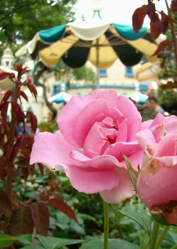 43TTピンクのバラ.jpg